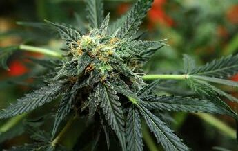 Cannabis, Perantoni: “Votato testo base, si potrà coltivare a casa”