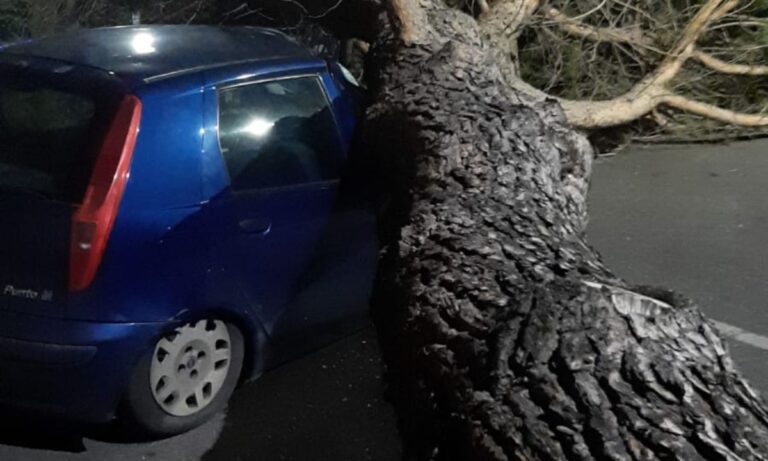 Cassano Ionio, il forte vento abbatte alberi (e auto): danni ingenti